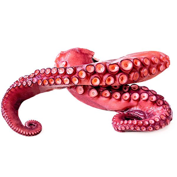 Patas del pulpo dobladas hacia afuera
